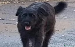 Pastore Tedesco cani in regalo:  proprietario regala splendidi cuccioli  - Annuncio 20