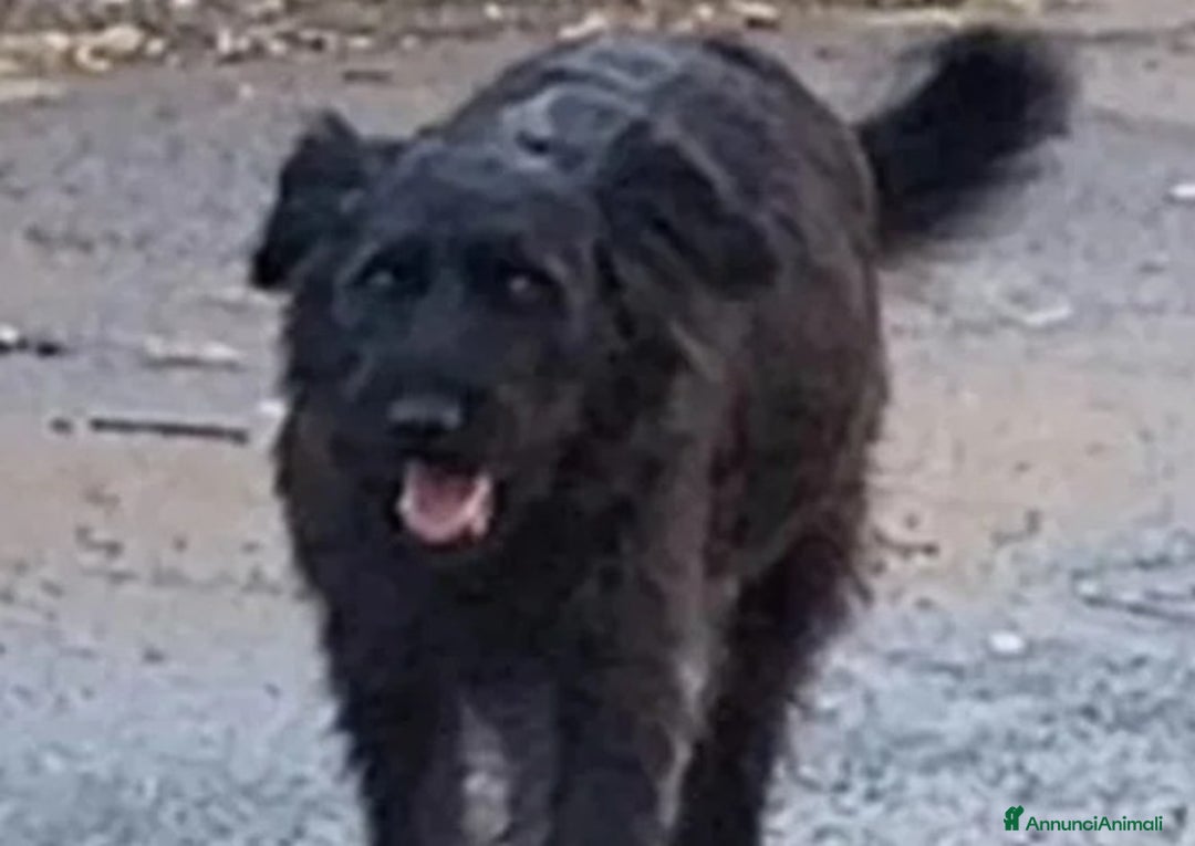 Pastore Tedesco cani in regalo:  proprietario regala splendidi cuccioli  - Annuncio 20