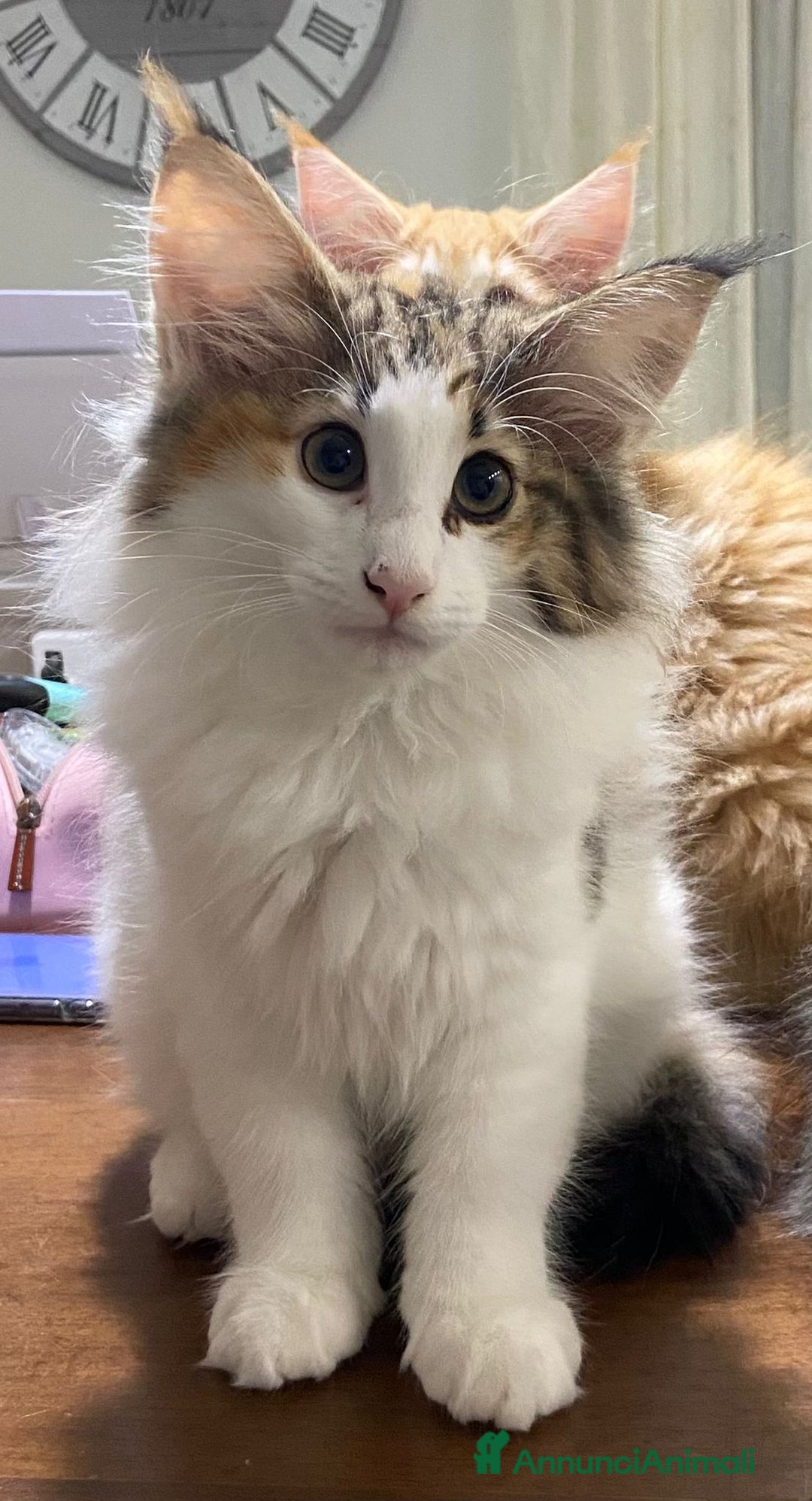 Norvegese gatti in vendita: CUCCIOLI GATTO NORVEGESE DELLE FORESTE - Annuncio 7