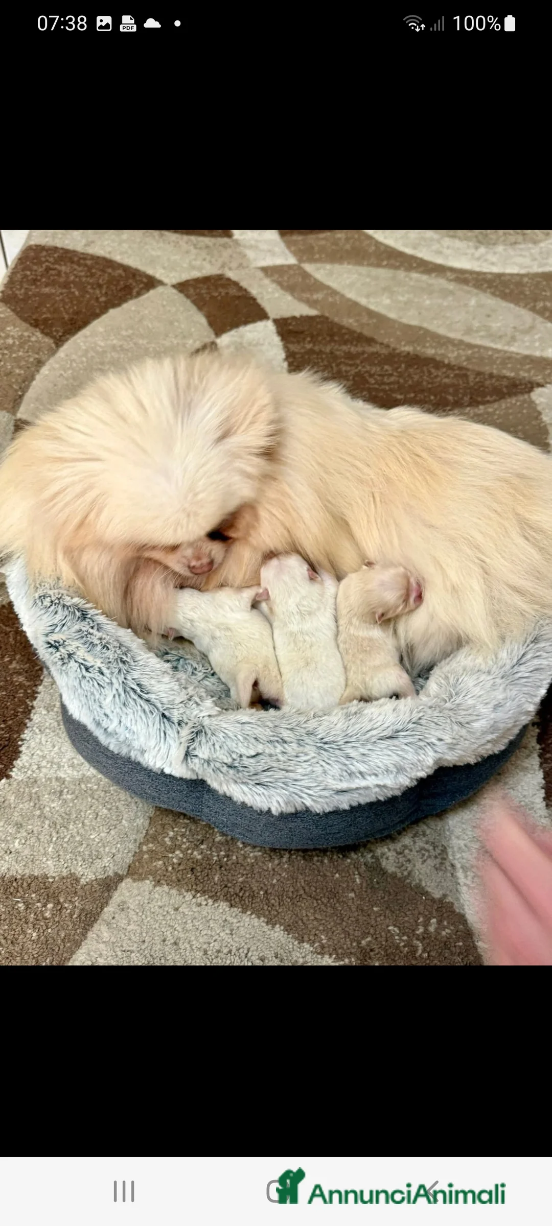 Spitz cani in regalo: Spitz Tedesco Nano/Pomerania a Città metropolitana di Roma Capitale - Annuncio 5