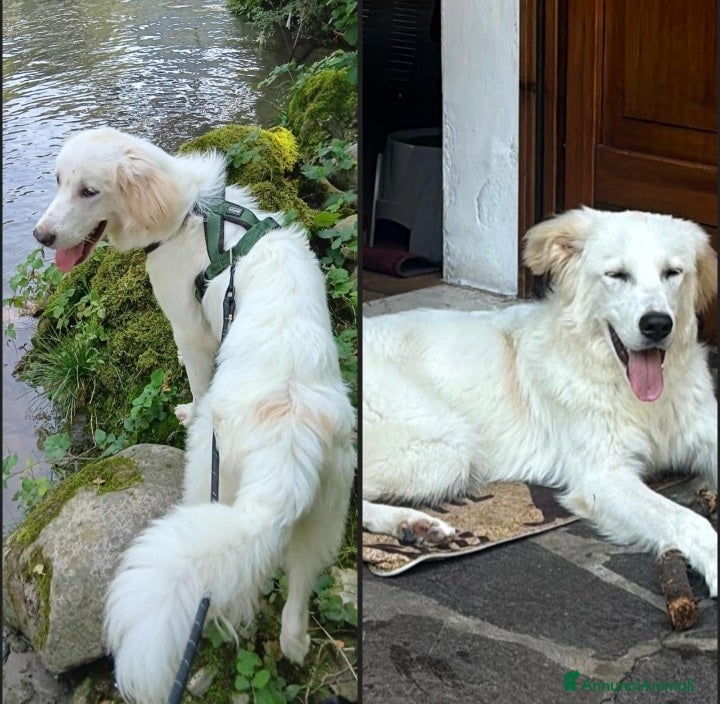 Meticcio cani Mix Maremmano 8mesi BELLISSIMO E BUONO.BRESCIA SOS - Annuncio 34