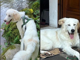 Meticcio cani Mix Maremmano 8mesi BELLISSIMO E BUONO.BRESCIA SOS - Annuncio 34
