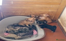 Chihuahua cani in vendita: Vendo chihuahua a pelo lungo 2 maschi  - Immagine 3