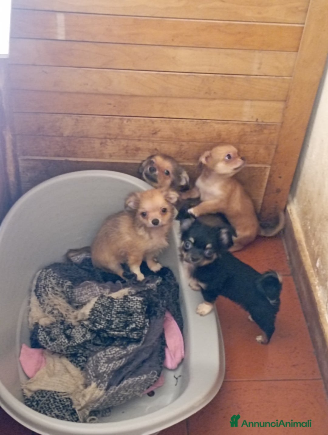 Chihuahua cani in vendita: Vendo chihuahua a pelo lungo 2 maschi  - Annuncio 3