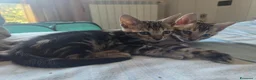 Bengala gatti in vendita: Vendita di cuccioli Bengala - Annuncio 4