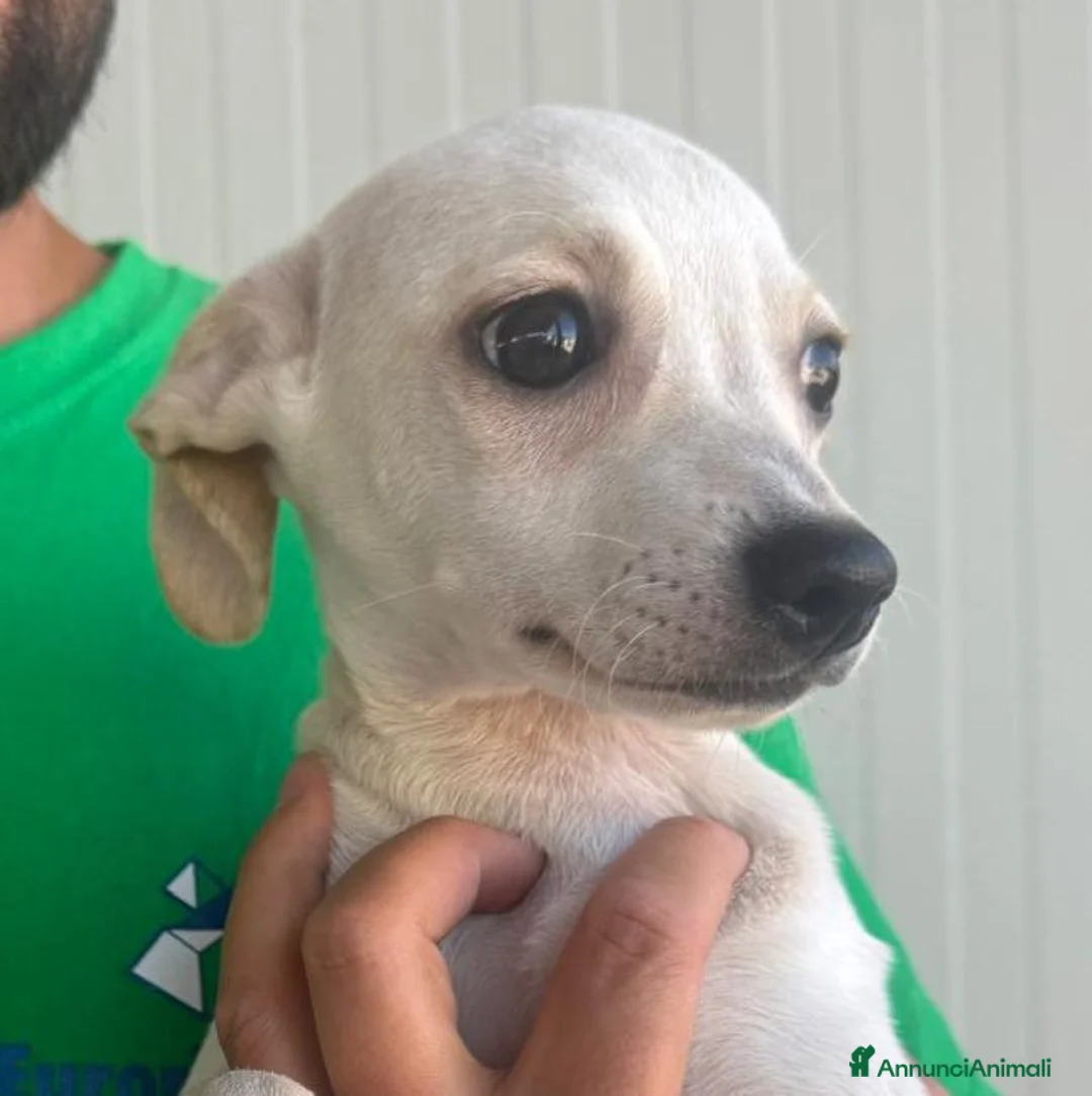 Meticcio cani in regalo: CUCCIOLA TG P - Annuncio 1