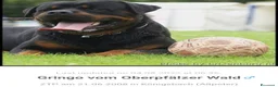 Rottweiler cani in vendita: Disponibili cuccioli Rottweiler  - Annuncio 15