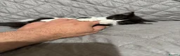 Meticcio gatti in regalo: Felicia, 4 mesi di dolcezza  - Annuncio 13