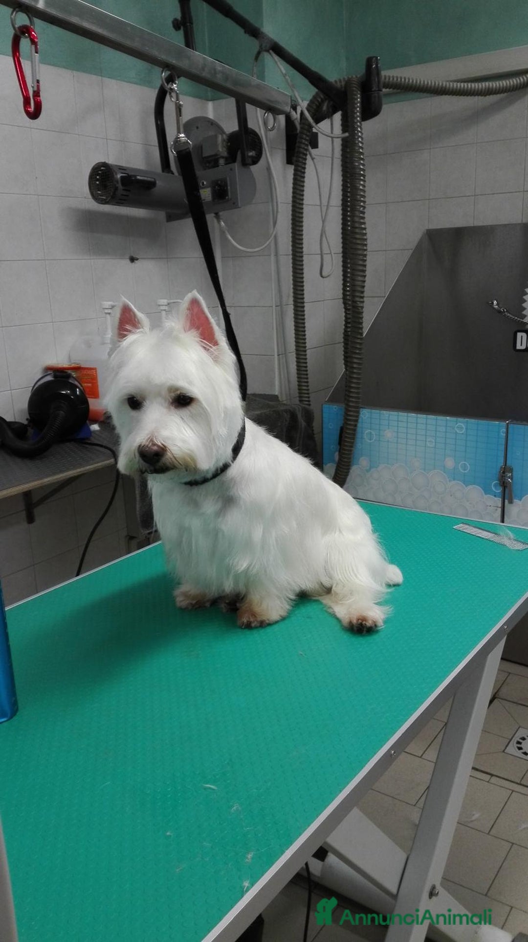 West Highland cani in vendita: West Highland  - Annuncio 7