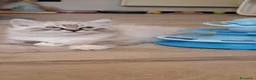 Ragdoll gatti in vendita: Ragdoll con Pedigree  - Annuncio 5