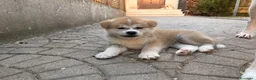 Akita Inu cani in vendita: Akita Inu - Cuccioli - Annuncio 3