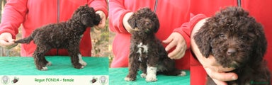 Lagotto Cucciolo 7
