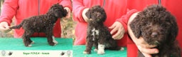 Lagotto cani in vendita: Lagotto romagnolo - cuccioli - Annuncio 8