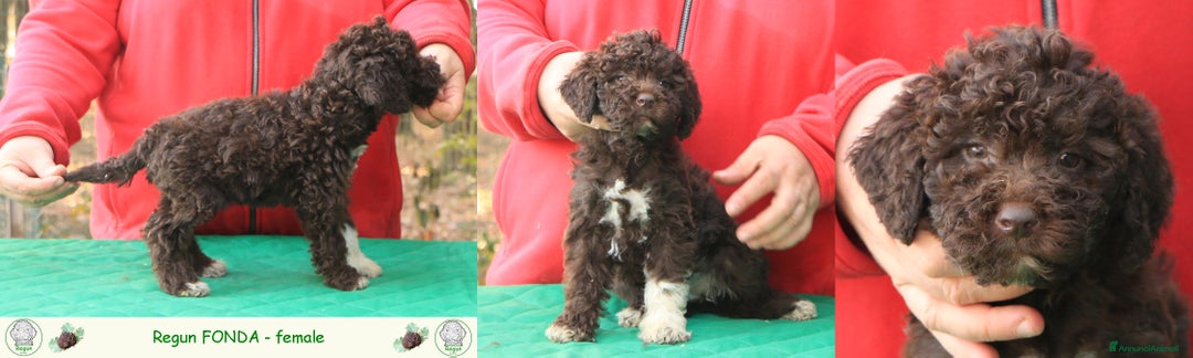 Lagotto cani in vendita: Lagotto romagnolo - cuccioli - Annuncio 8