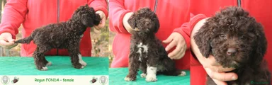 Lagotto Cucciolo 7