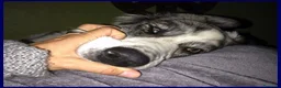 Meticcio cani in regalo: GGG un gran patatone! a Provincia di Bergamo - Annuncio 5