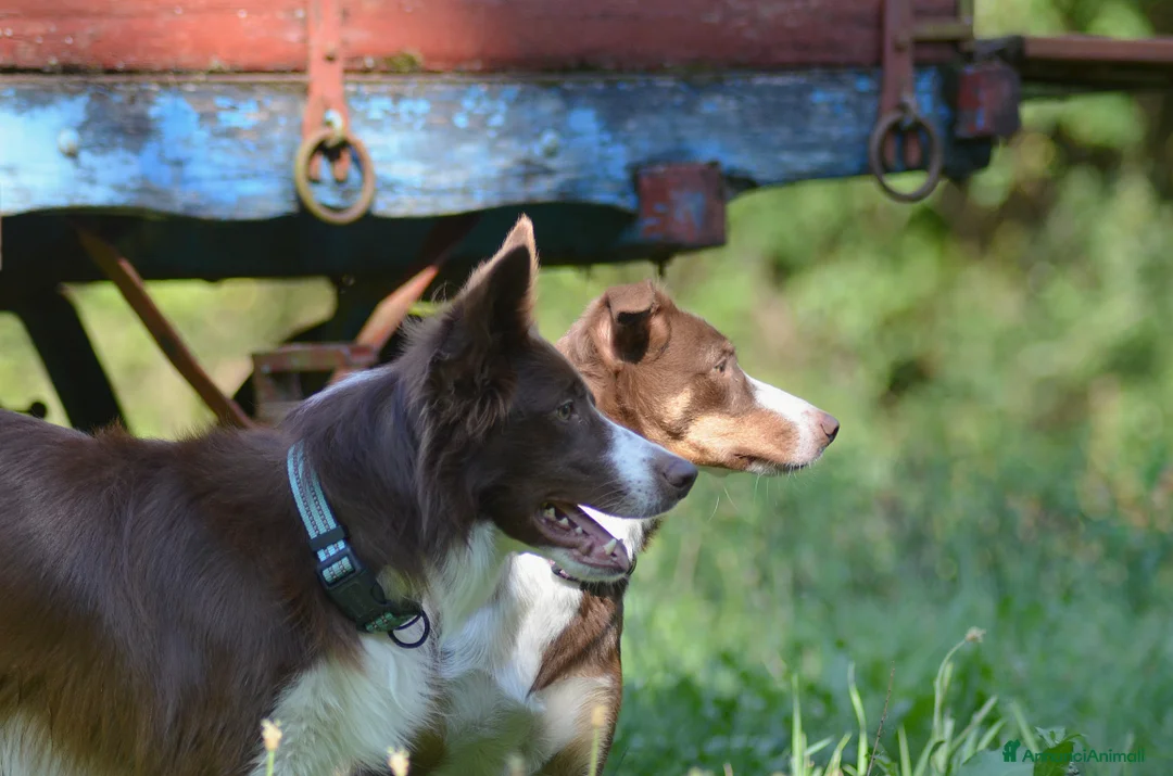 Immagine della galleria {{count}}