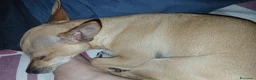 Chihuahua cani in vendita: Chihuahua dolci e buoni bellissimi - Annuncio 12