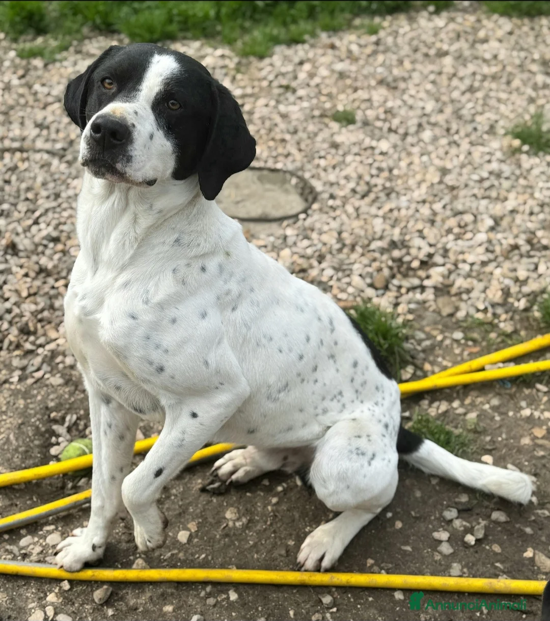 Pointer cani in regalo: Micky 1 anno taglia media  - Annuncio 1