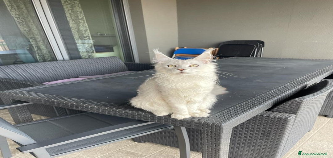 Immagine della galleria {{count}}