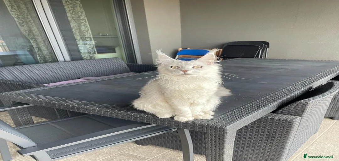 Immagine della galleria {{count}}