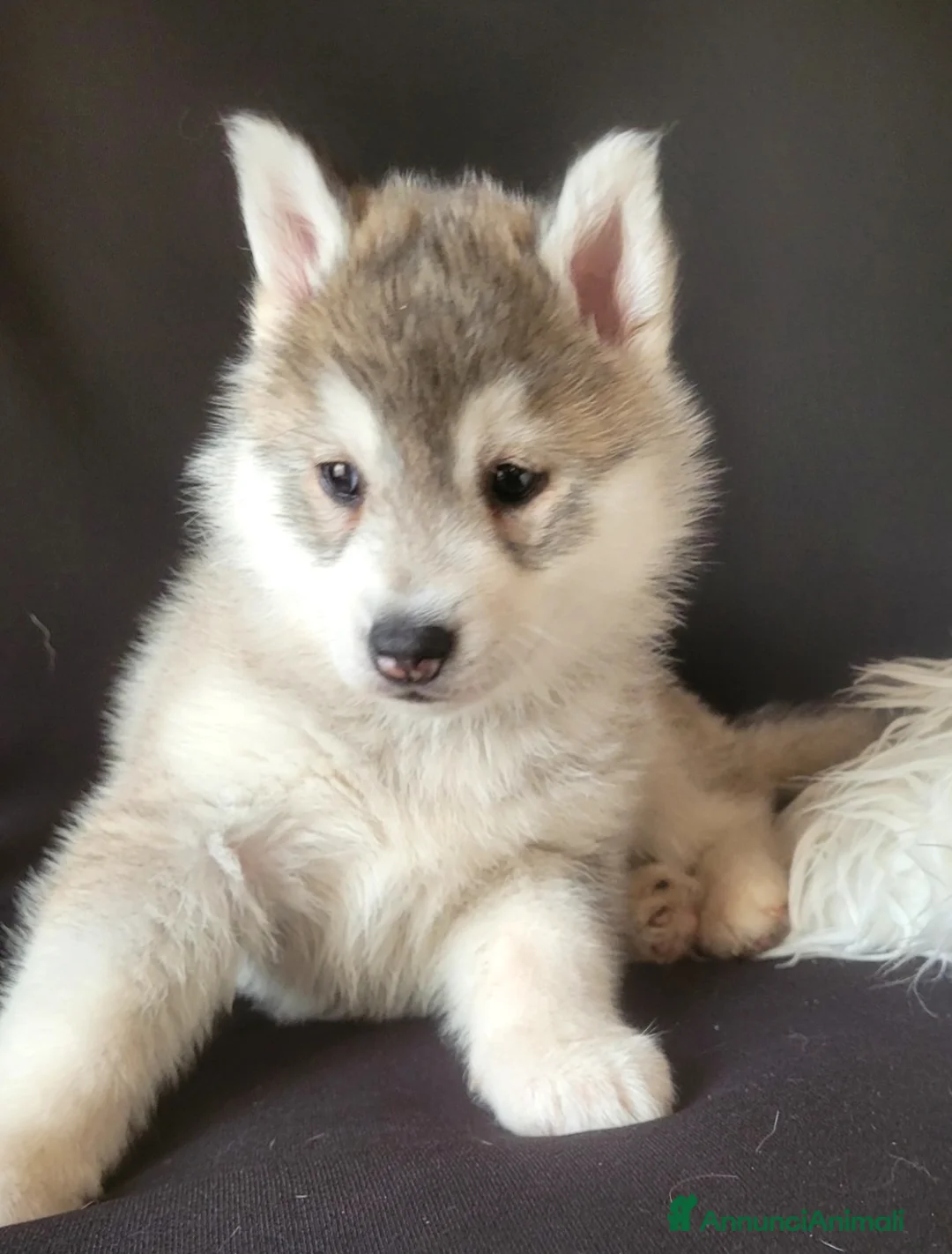 Husky cani in vendita: SIBERIAN HUSKY CUCCIOLATA CON PEDIGREE  - Annuncio 2