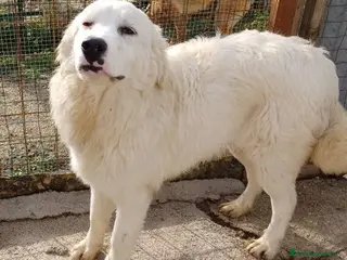 Meticcio cani IL FANTASTICOO OSLINO a Città Metropolitana di Firenze - Annuncio 12