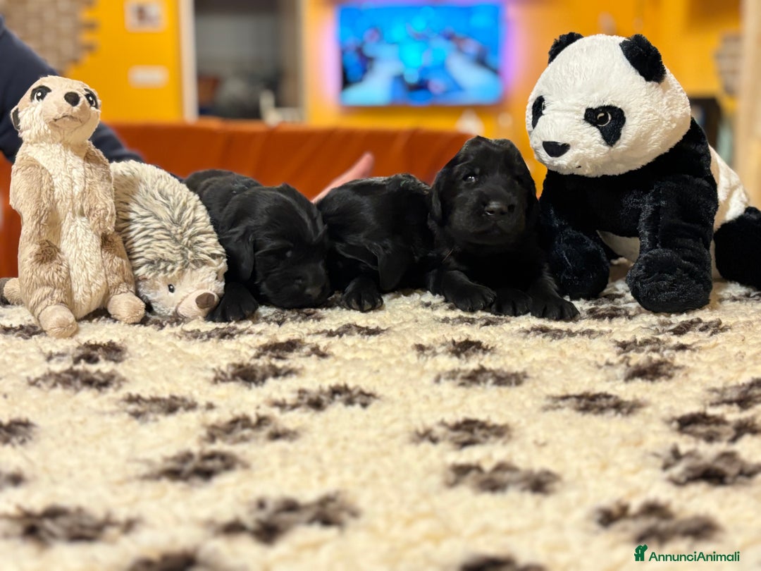 Flat Coated cani in vendita: Cuccioli Flat Coated Retriever - Annuncio 4