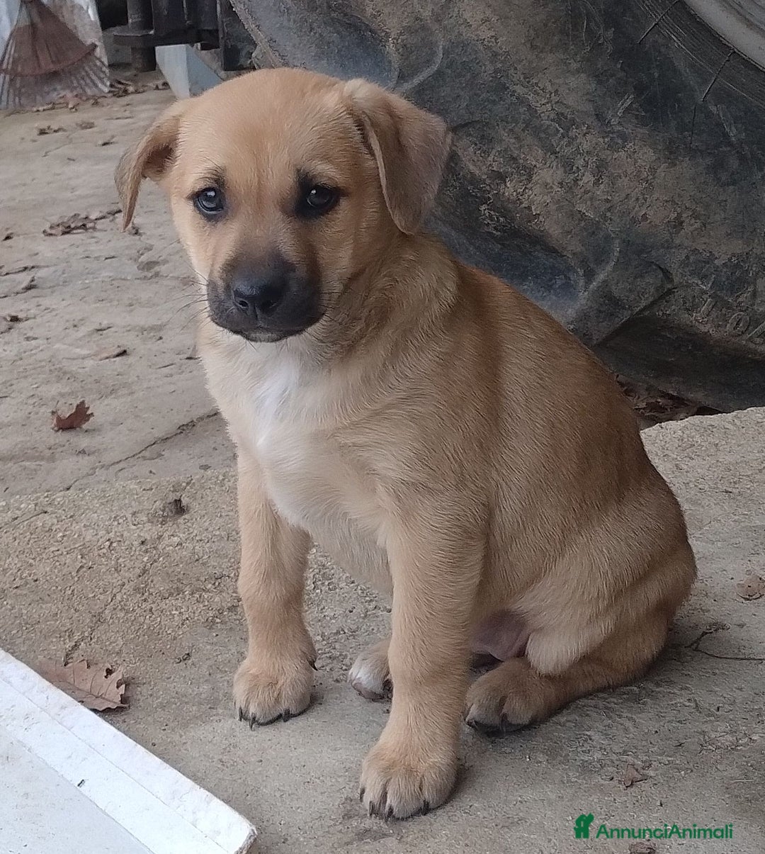 Meticcio cani in regalo: Si regalano i cagnolini  - Annuncio 4
