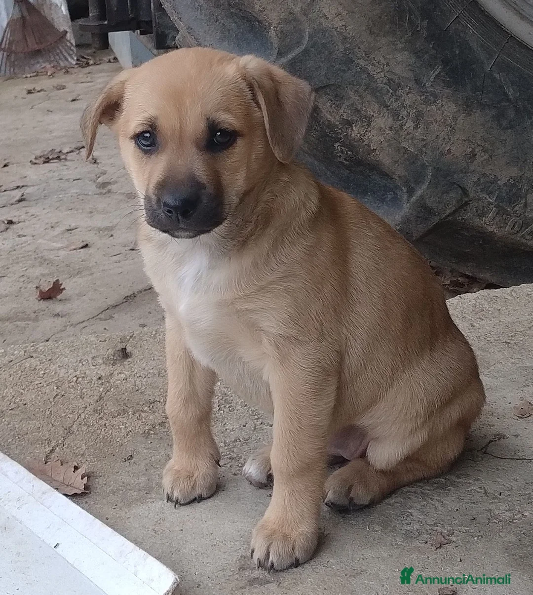 Meticcio cani in regalo: Si regalano i cagnolini  - Annuncio 8