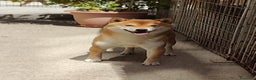 Shiba Inu cani in vendita: Shiba inu cuccioli con pedigree  - Annuncio 2