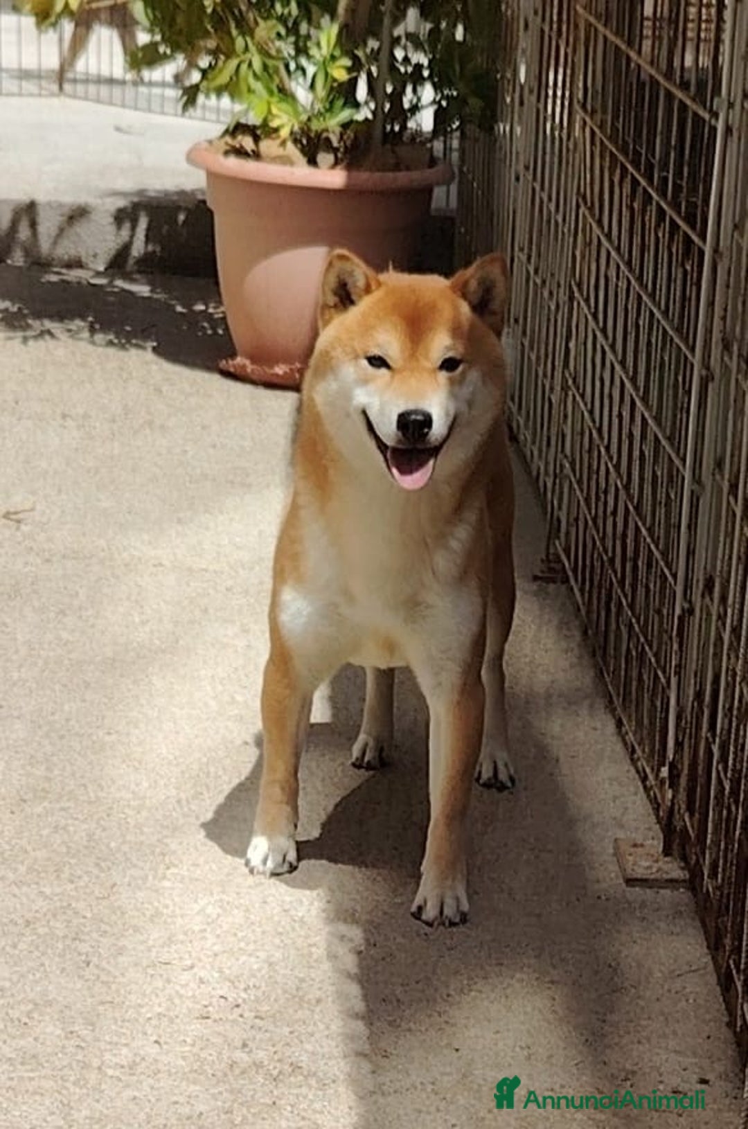 Shiba Inu cani in vendita: Shiba inu cuccioli con pedigree  - Annuncio 2
