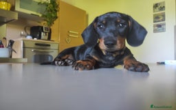 Bassotto cani in vendita: Bassottini cercano casa a Provincia di Pisa - Immagine 3