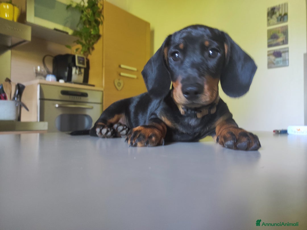 Bassotto cani in vendita: Bassottini cercano casa a Provincia di Pisa - Immagine 3