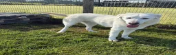 Pastore Maremmano cani in regalo: Il gigante buono: incontra Murdok - Annuncio 6