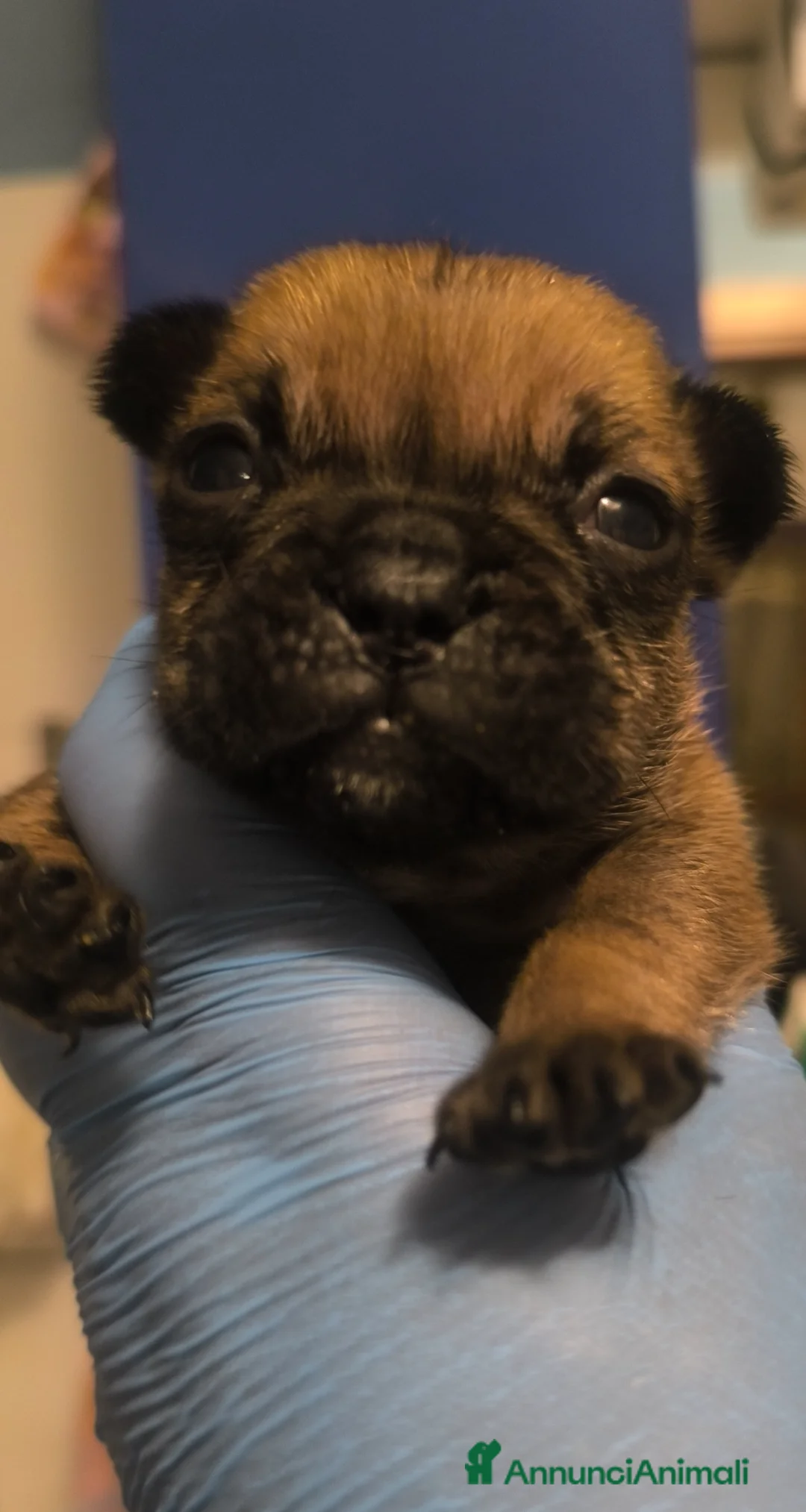 Bulldog Francese cani in vendita: Cuccioli di Bulldog francese - Annuncio 13