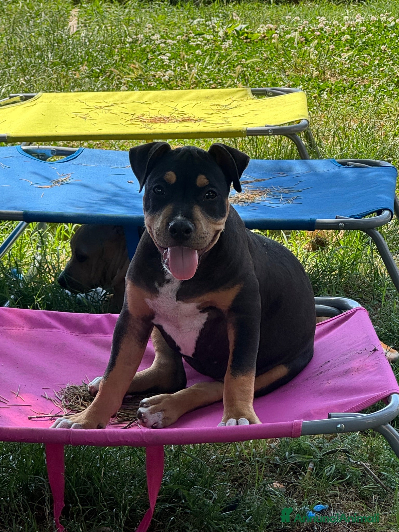 Pitbull cani Ultima cucciola di Pit Bull Black Tricolor  - Annuncio 4