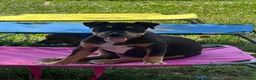 Pitbull cani in vendita: Ultima cucciola di Pit Bull Black Tricolor  - Annuncio 1
