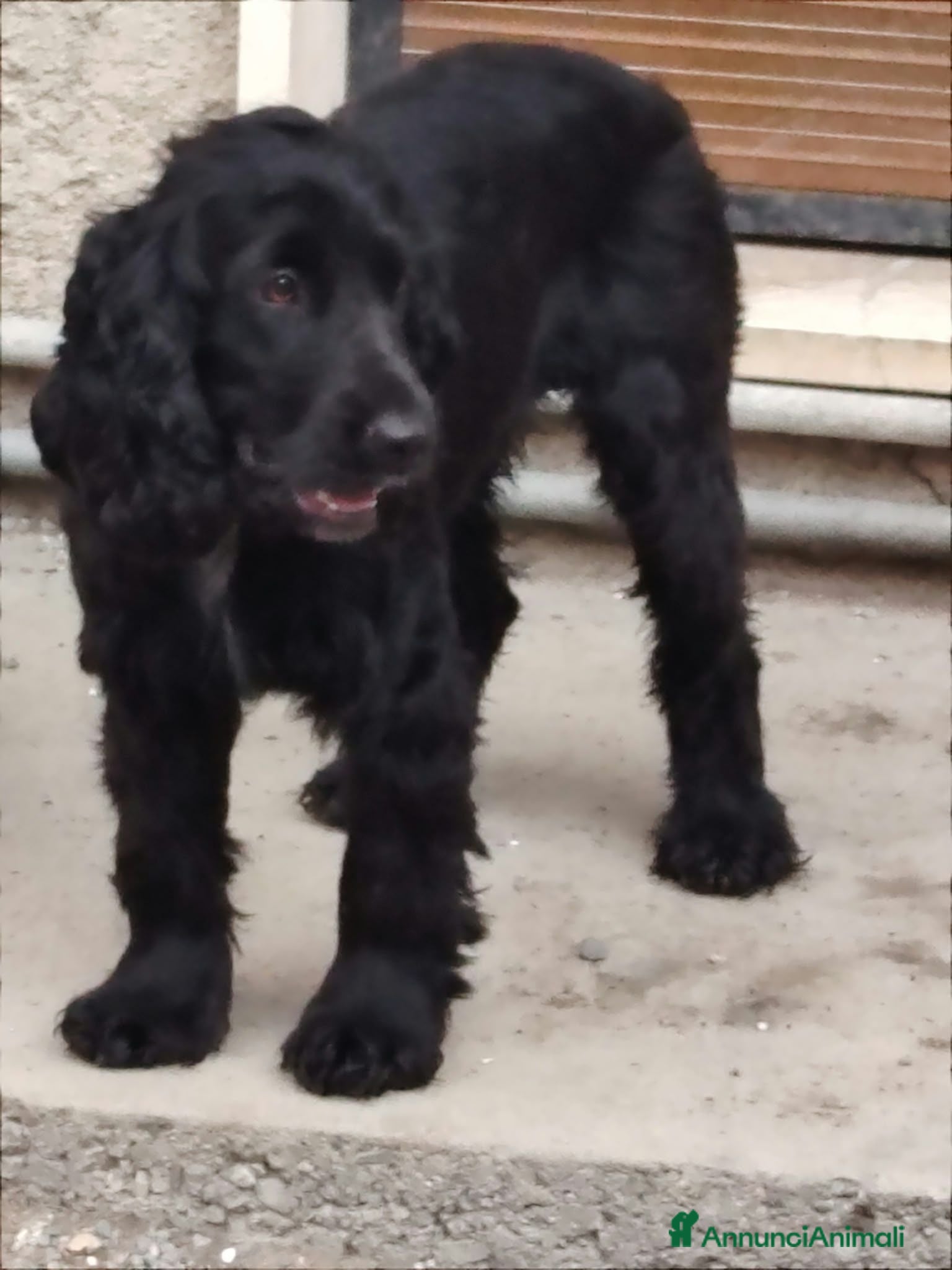 Meticcio cani 🐶 CUCCIOLI DI COCKER SPANIEL IN VENDITA 🐶 - Annuncio 5