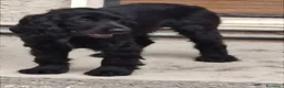 Meticcio cani in vendita: 🐶 CUCCIOLI DI COCKER SPANIEL IN VENDITA 🐶 - Annuncio 1