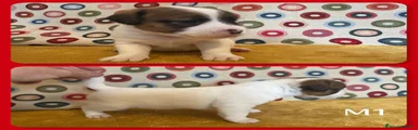 Cucciolo maschietto 