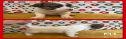 Jack Russell cani in vendita: Cuccioli Jack Russell  Pelo Liscio con Pedigree - Annuncio 6