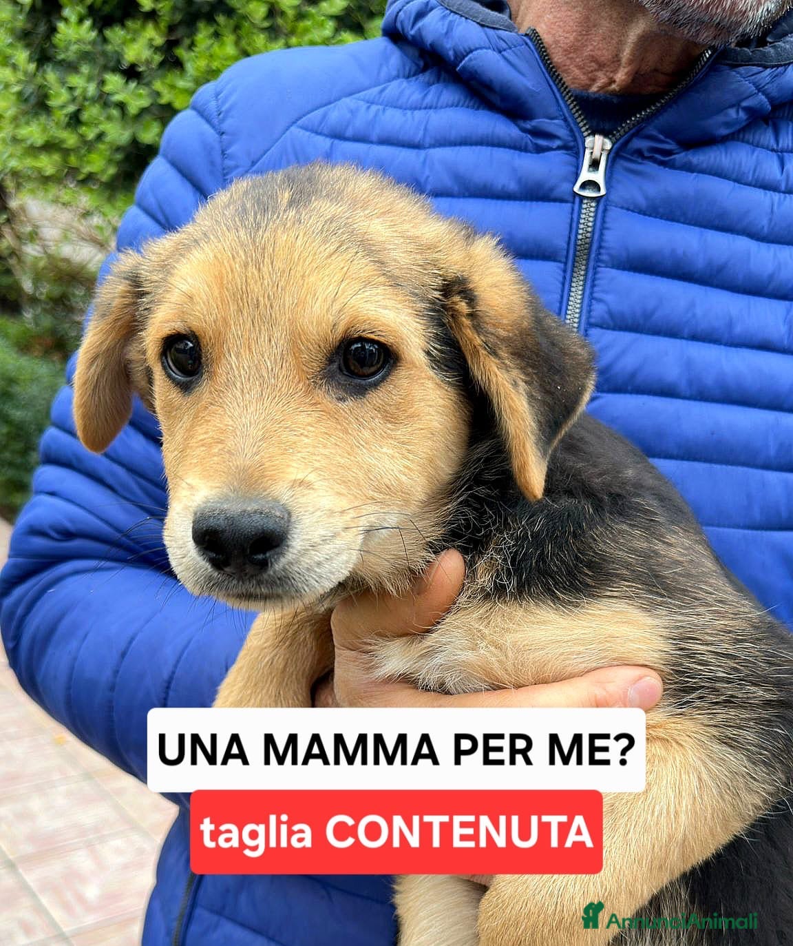 Meticcio cani PLUTO 💙-cucciolo taglia media.Chiami per lui?🙏🏻 - Annuncio 28