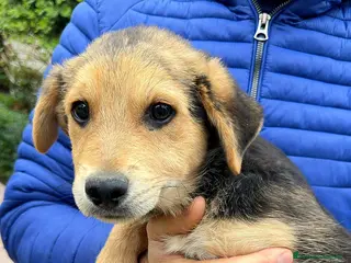 Meticcio cani PLUTO 💙-cucciolo taglia media.Chiami per lui?🙏🏻 - Annuncio 24