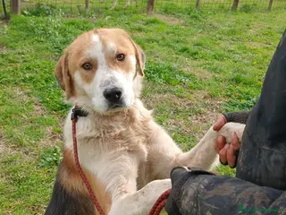 Meticcio cani PORTHOS UNO DEI TRE MOSCHETTIERI CERCA CASA - Annuncio 22