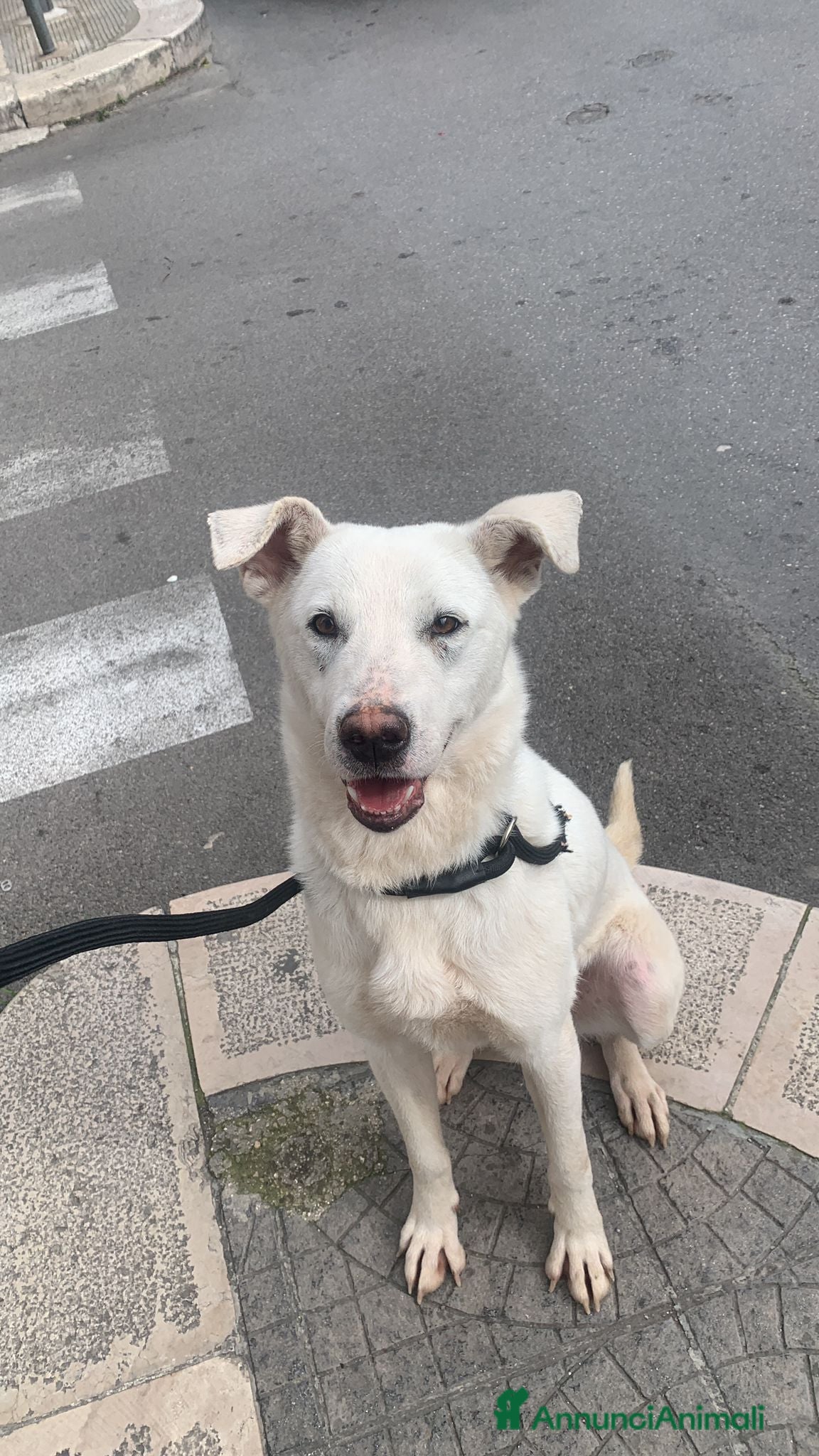 Meticcio cani Chiara metticio socievole  - Annuncio 7