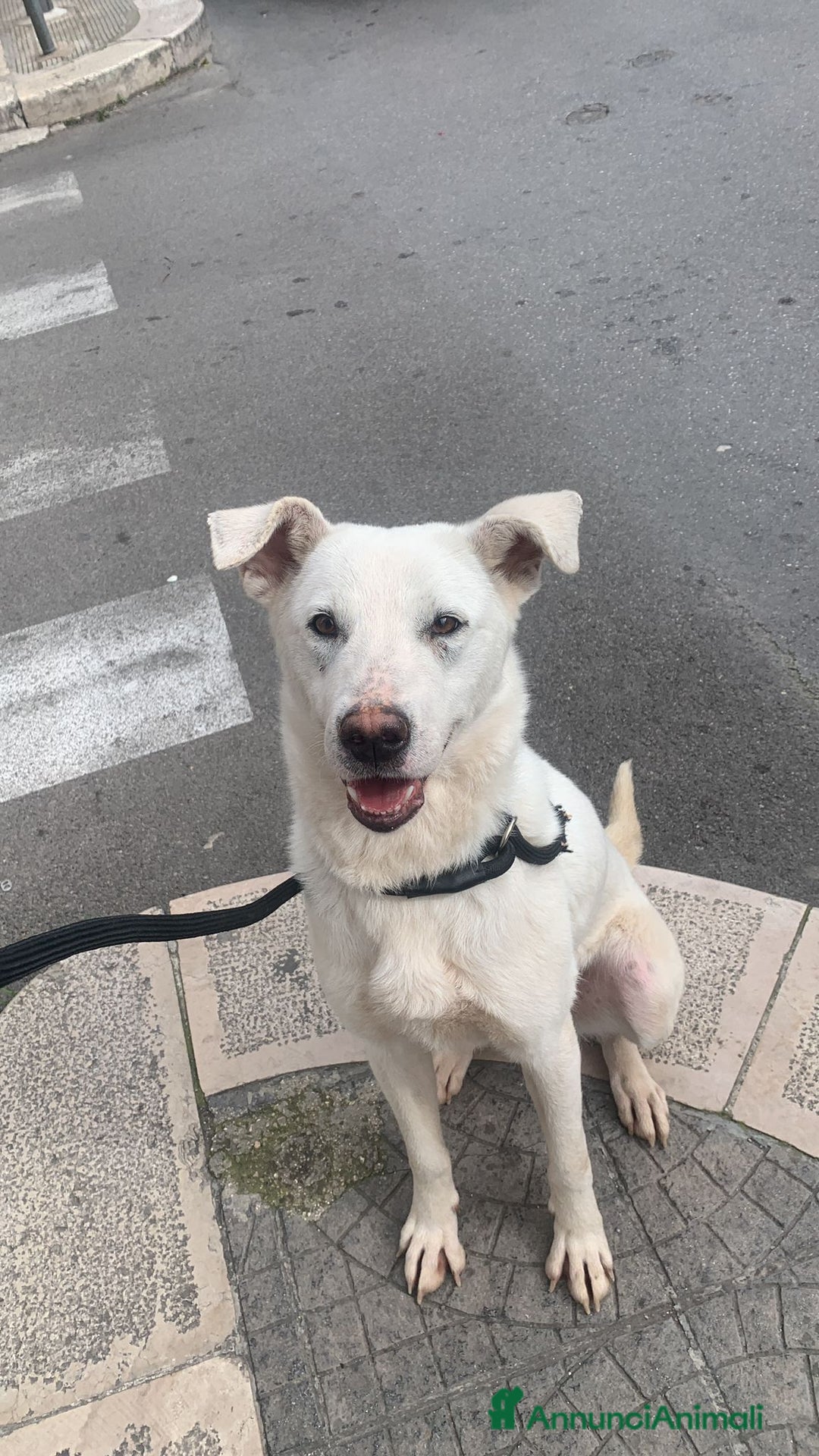 Meticcio cani in regalo: Chiara metticio socievole  - Annuncio 1