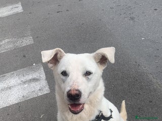 Meticcio cani Chiara metticio socievole - Annuncio 1