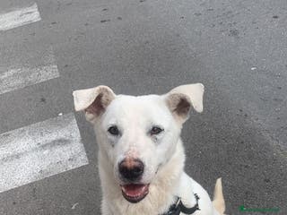 Meticcio cani Chiara metticio socievole - Annuncio 33