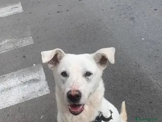 Meticcio cani Chiara metticio socievole - Annuncio 35